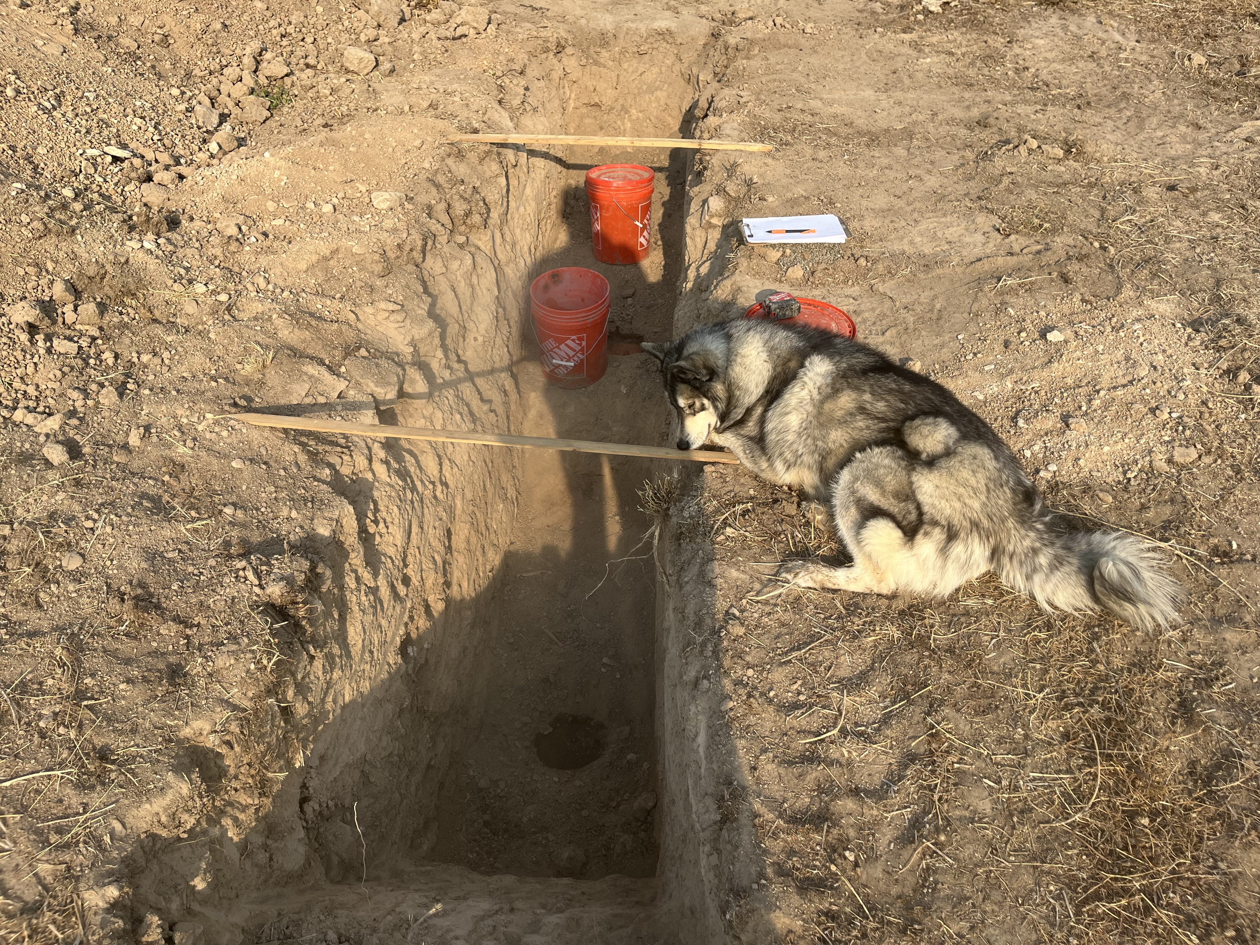 Dog laying beside perc test pit.