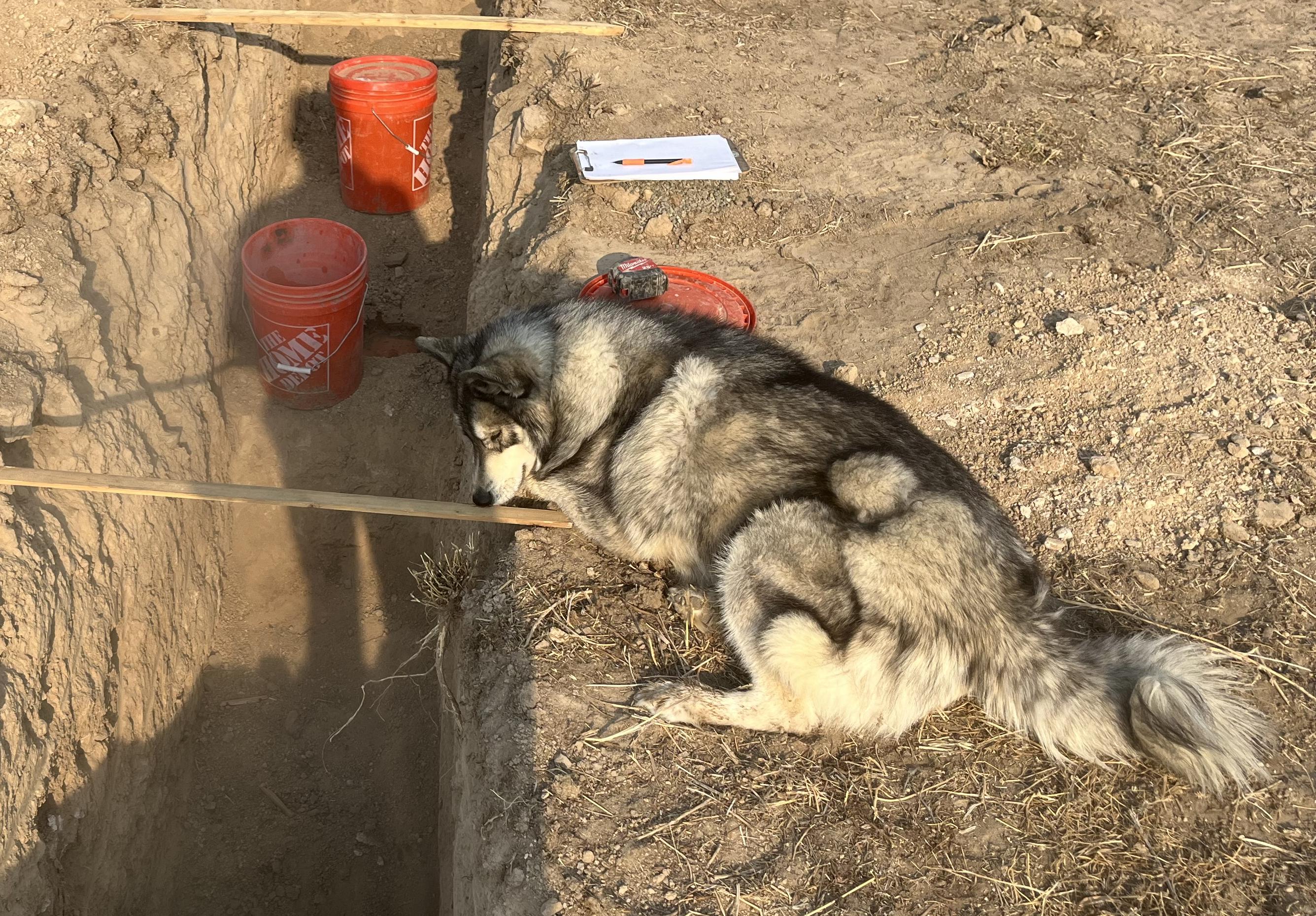 Dog laying beside percolation testing pit.